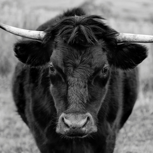 De stierenmarkt (bull market)